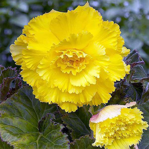 Non-GMO Yellow Carnation Flower Seeds for Gardening