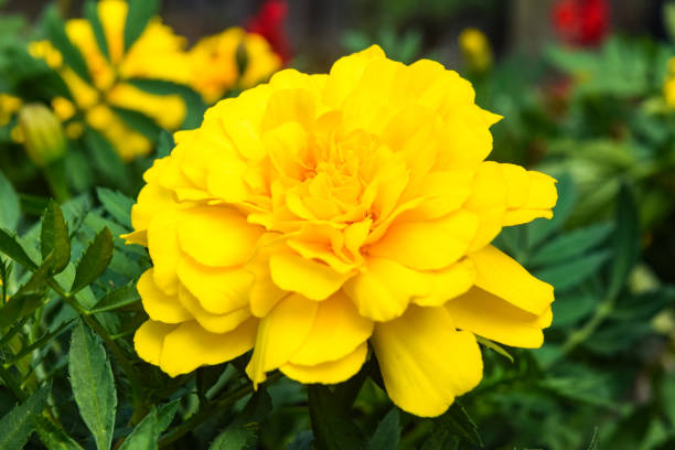 Non-GMO Yellow Carnation Seeds for Gardening