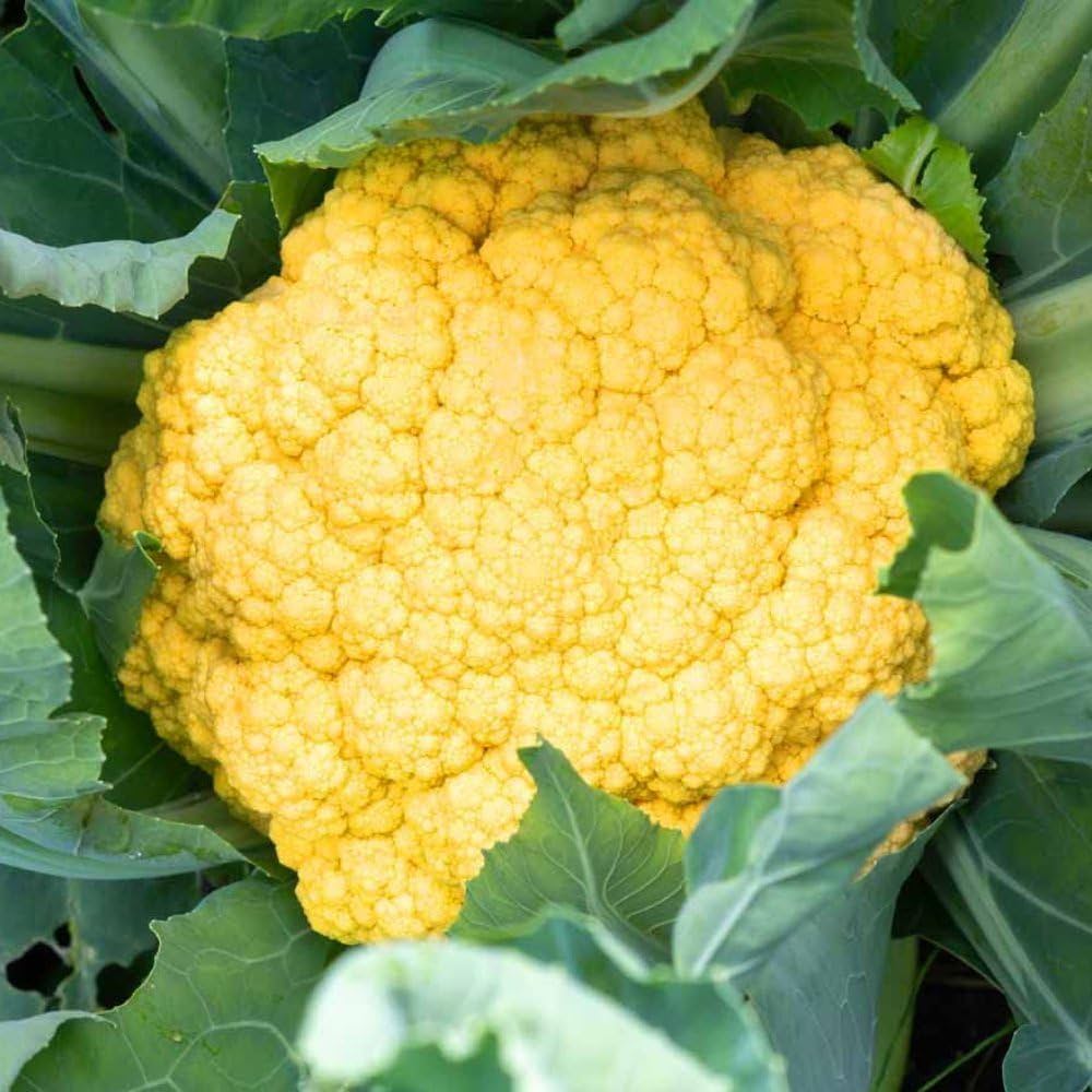 Non GMO yellow cauliflower seeds for home gardening