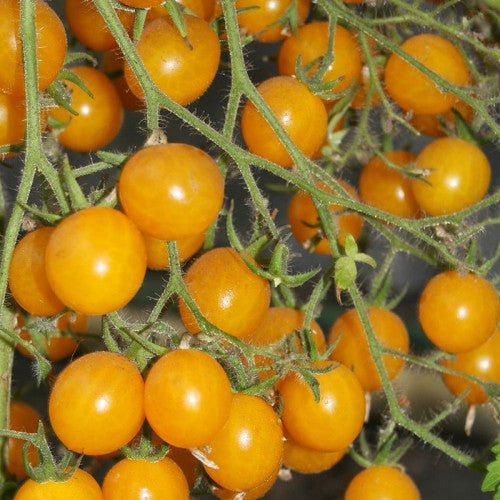Non GMO yellow cherry tomato seeds