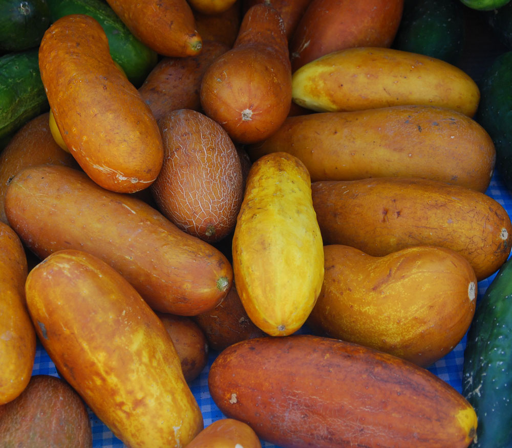 Non GMO yellow cucumber seeds for warm season planting