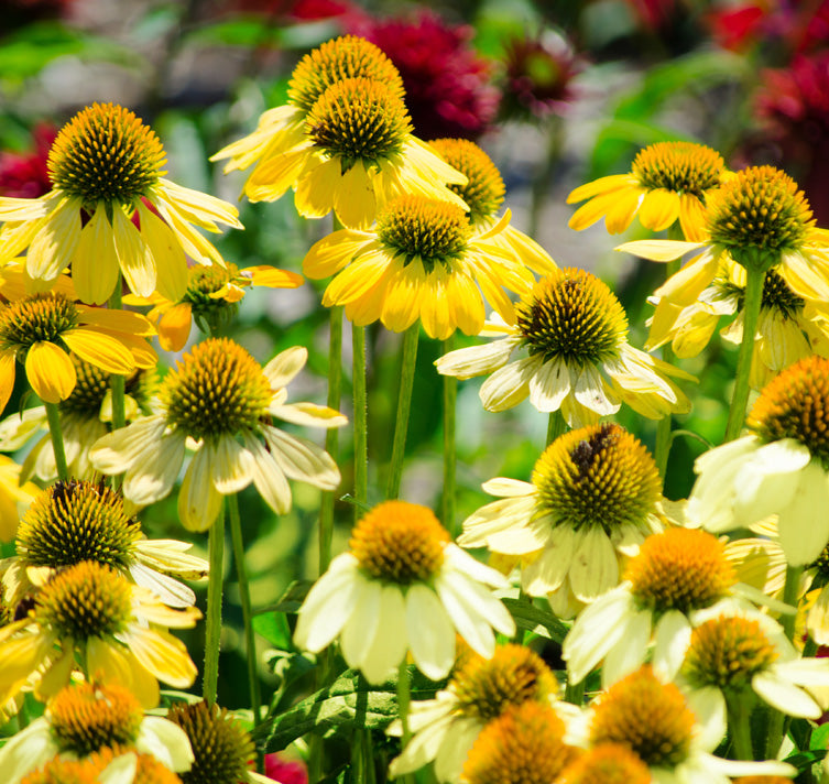 Non-GMO Yellow Echinacea flower seeds for native gardens