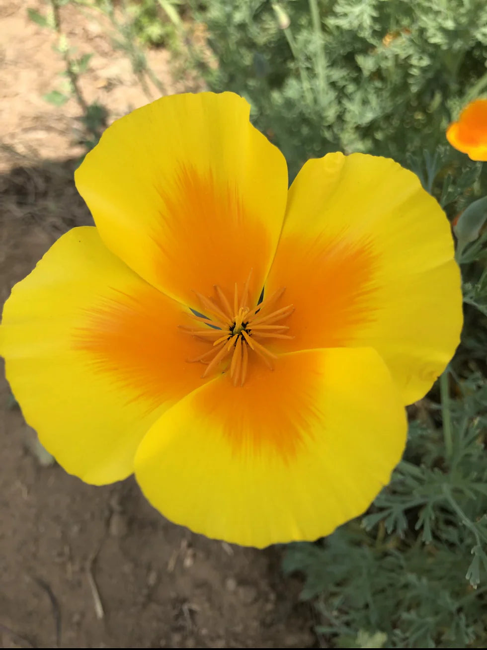 Non-GMO Yellow Eschscholtzia Seeds