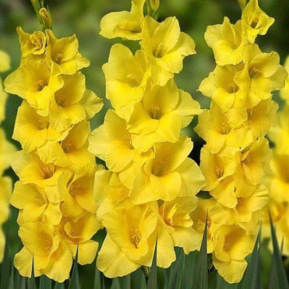 Non-GMO Yellow Gladiolus Seeds