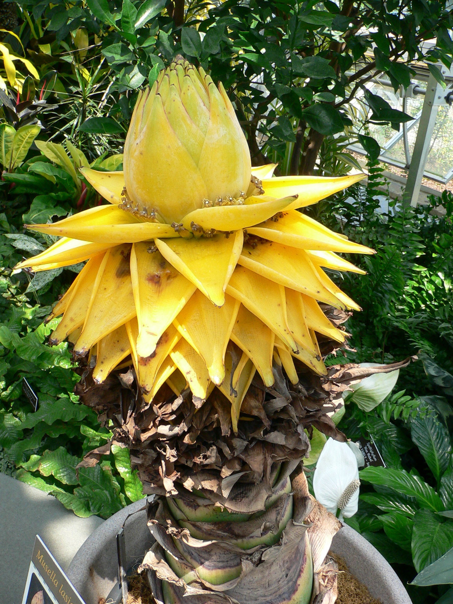 Non-GMO Yellow Lasiocarpa Seeds for Tropical Planting