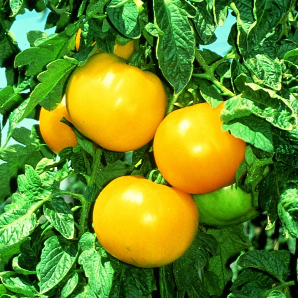 Non GMO tomato seeds yellow and light green variety