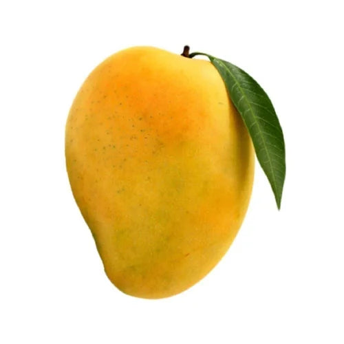 Non-GMO yellow mango seeds for tropical fruit gardens