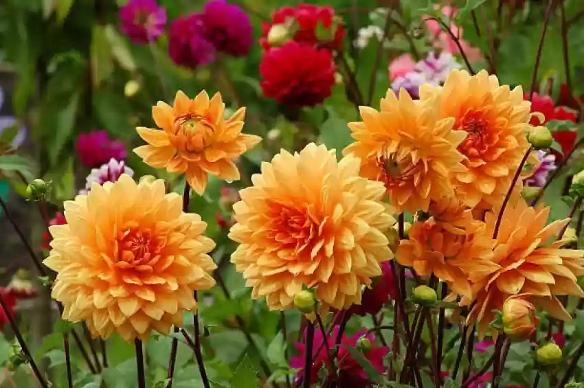 Non-GMO Yellow-Orange Dahlia Seeds for Home Gardens