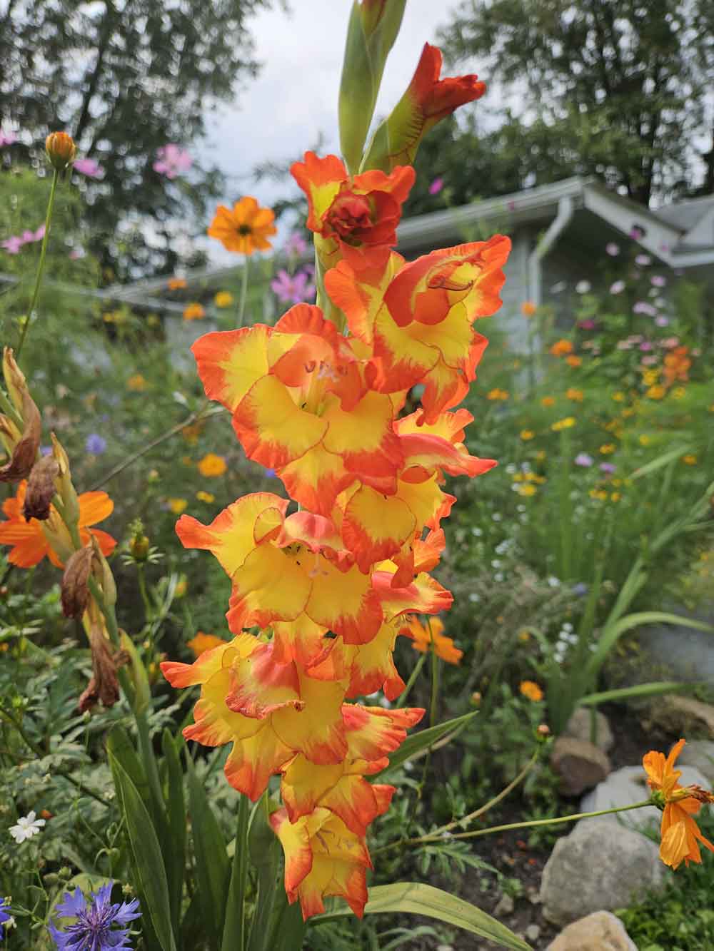 Non-GMO Yellow Orange Gladiolus Seeds