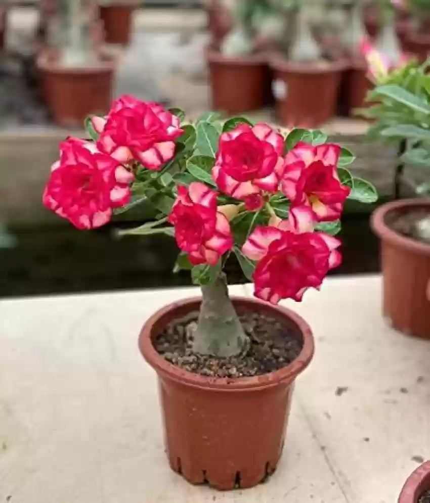Non-GMO Yellow Pink Adenium Obesum Seeds