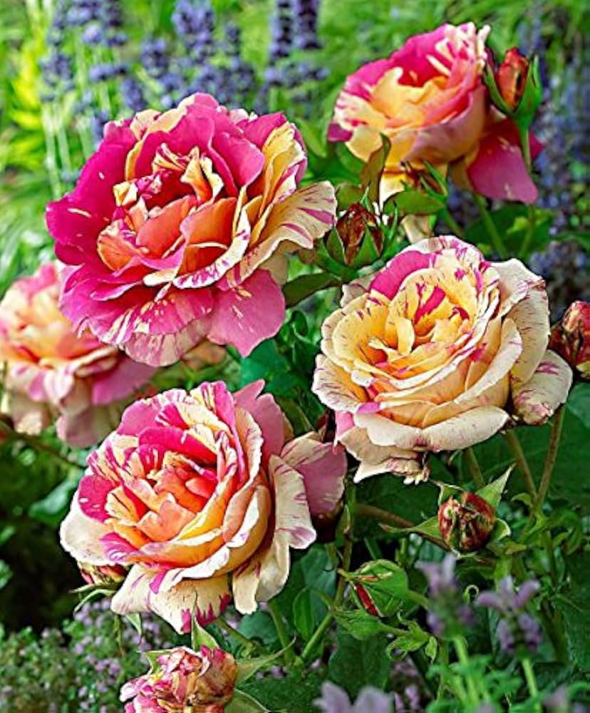 Non-GMO Yellow Pink Rose Seeds for Gardening