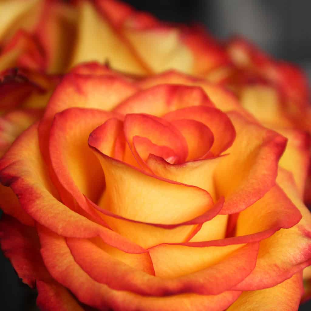 Non-GMO Yellow and Red Rose Seeds for Gardening