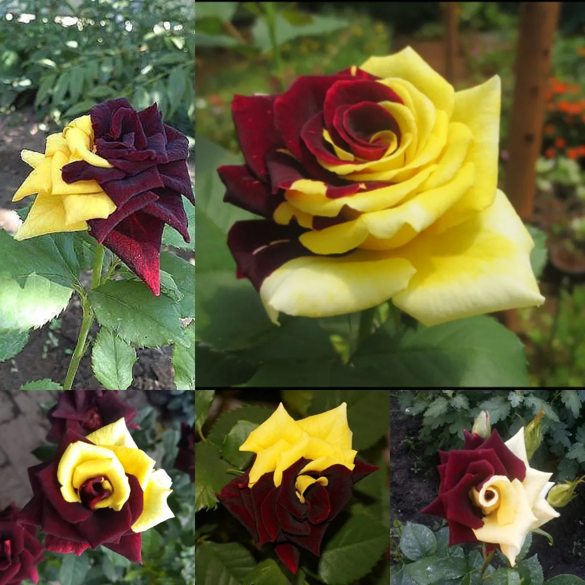 Non-GMO Yellow Red Rose Seeds for Home Garden Planting