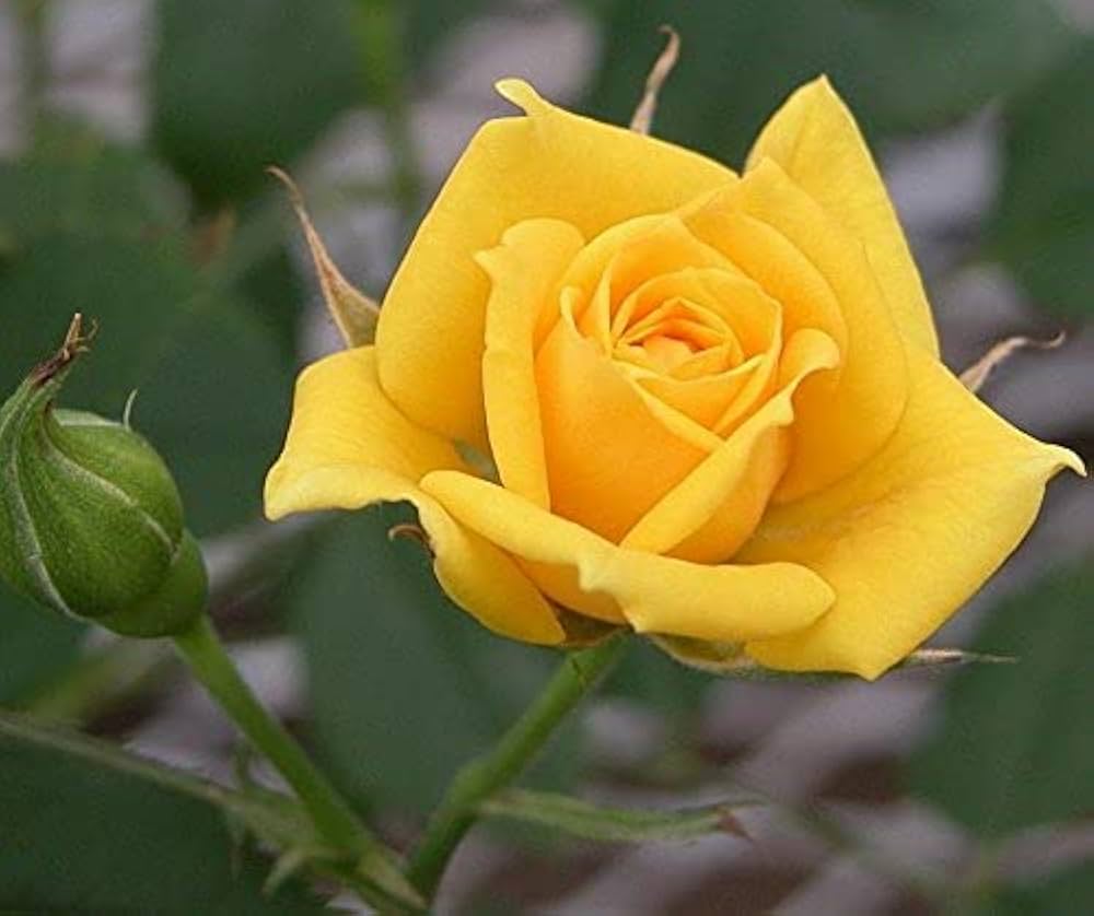 Non-GMO Yellow Rose Seeds for Gardening