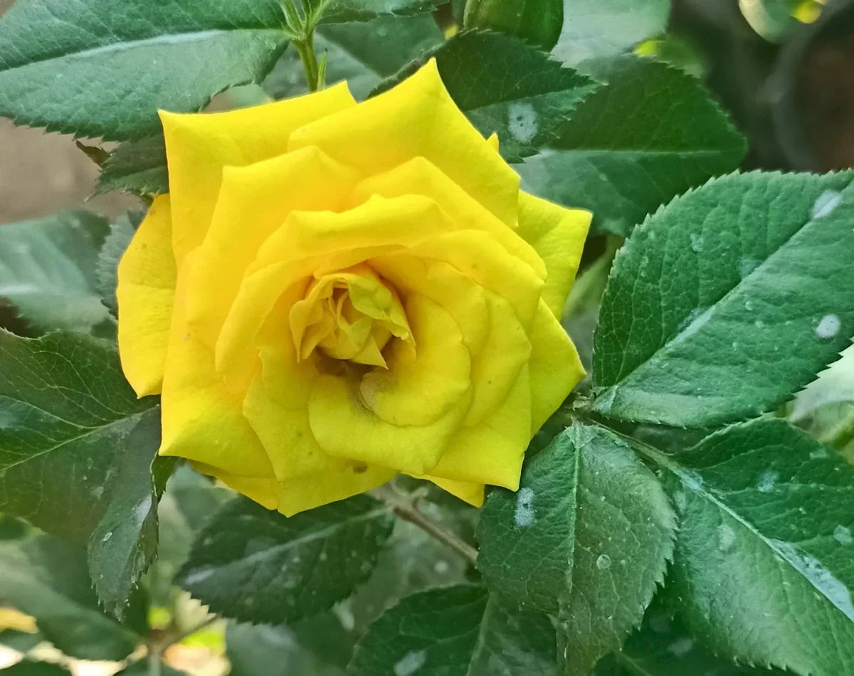 Non-GMO Yellow Rose Seeds for Gardening