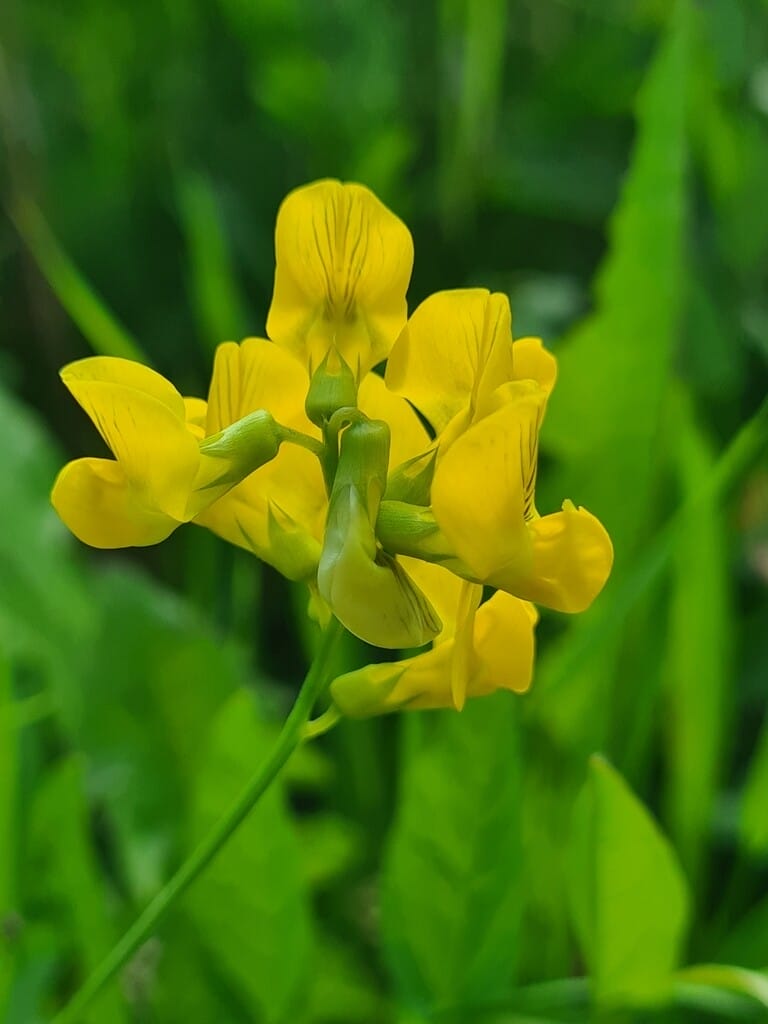 Non-GMO Yellow Sweet Pea Seeds for Gardening
