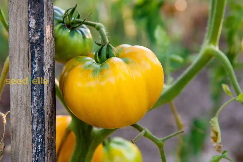 Non-GMO Yellow Tomato seeds for garden décor