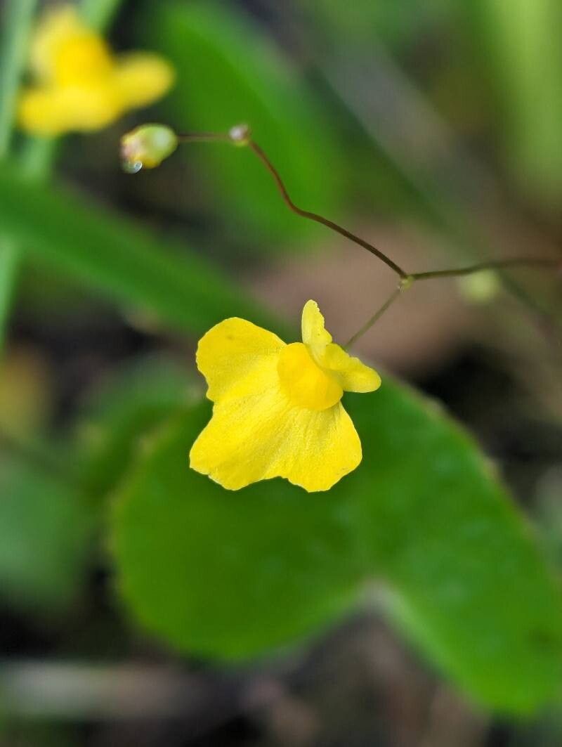 Non-GMO Yellow Utricularia Flower Seeds