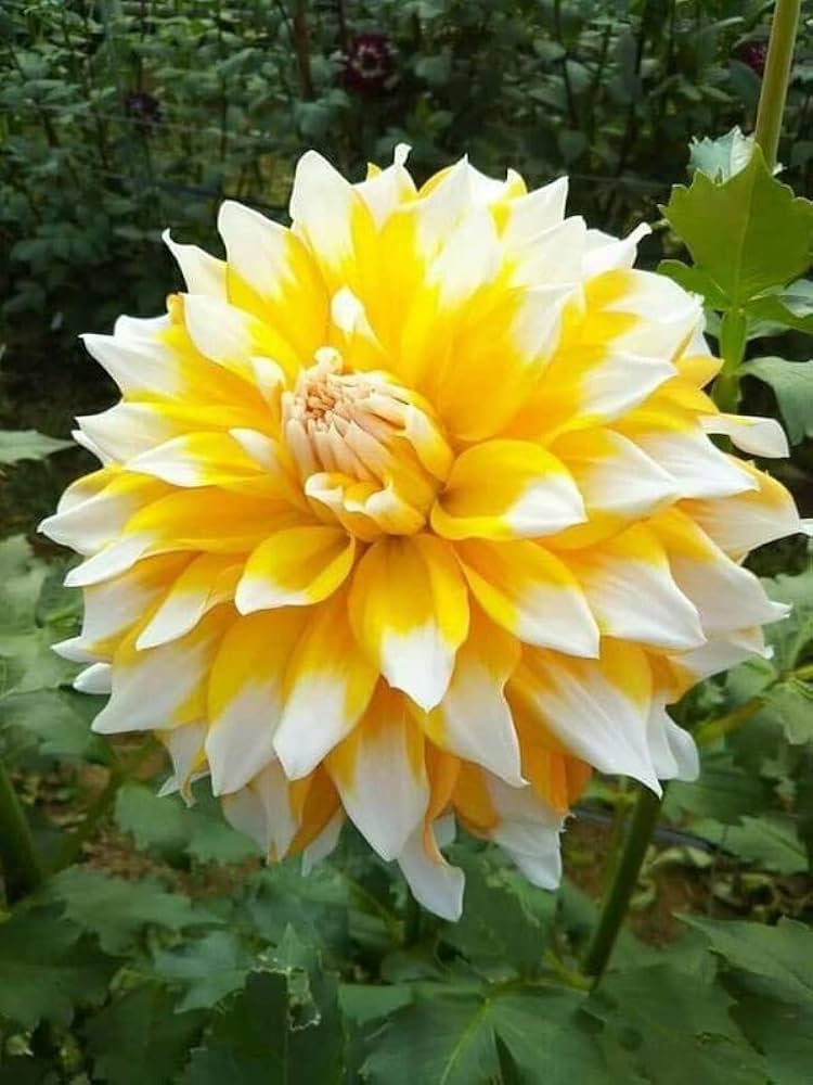 Non-GMO Yellow and White Dahlia Seeds for Gardening