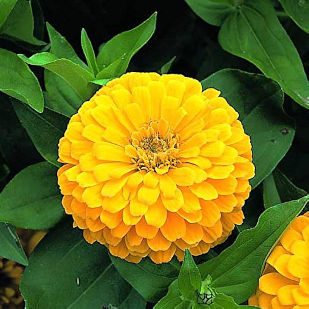 Non-GMO Yellow Zinnia Flower Seeds