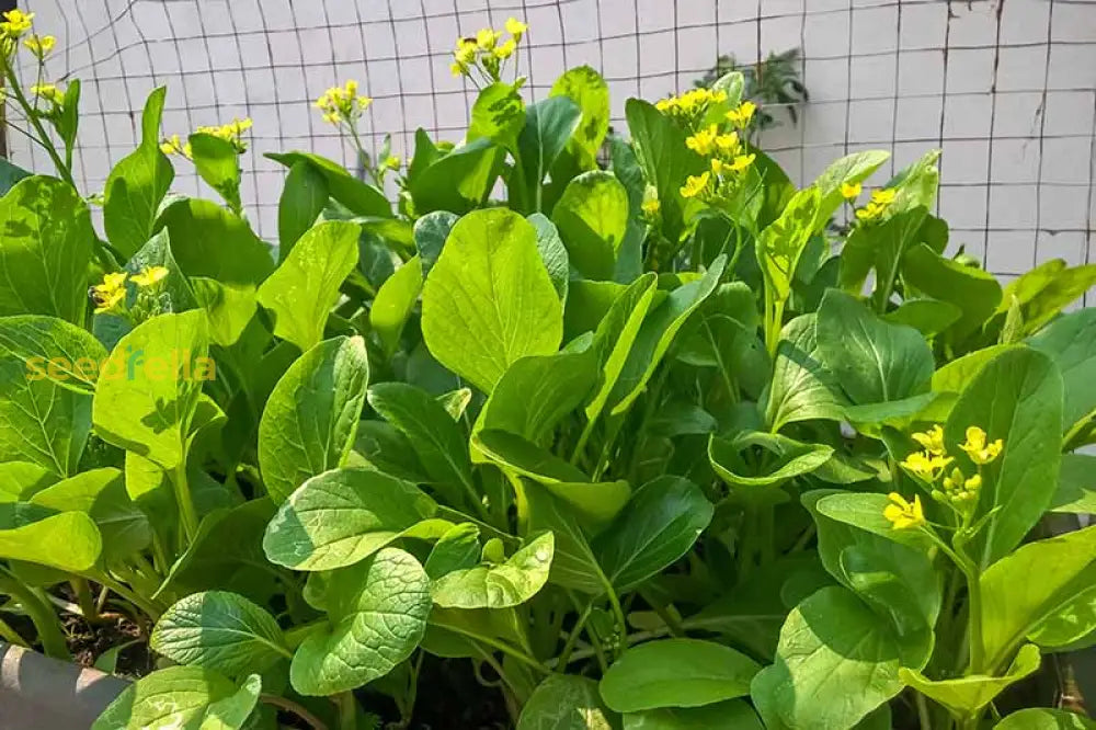 Non GMO Yu Choy seeds