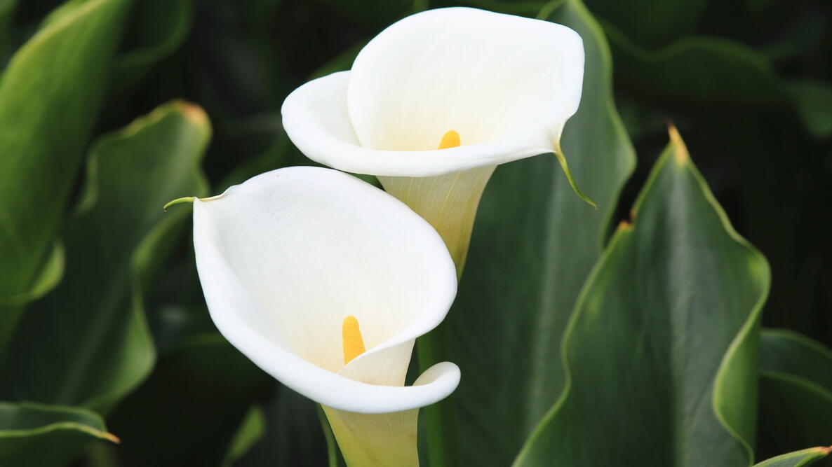 Non-GMO Zantedeschia Aethiopica Seeds