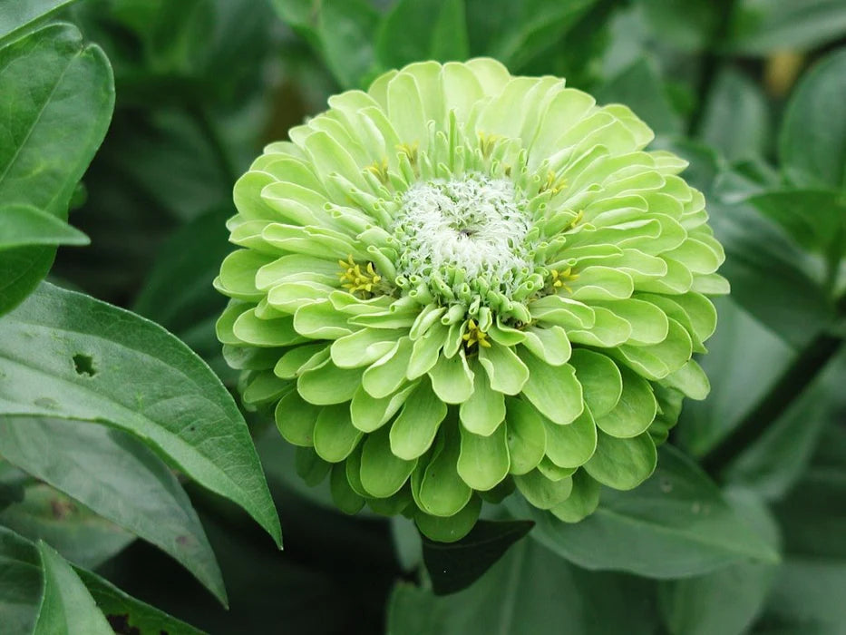 Non-GMO Zinnia Green White Seeds for home gardening