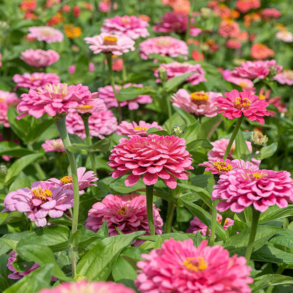 ZinniaNon-GMO Zinnia Light Pink Seeds for Home Gardening Flower Seeds Light Pink Planting Kit