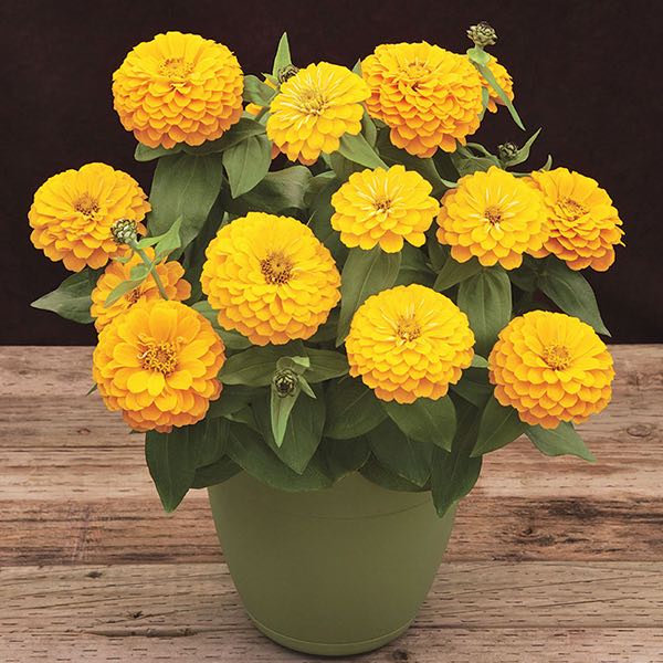 Non-GMO Radiant Yellow Zinnia Seeds for Planting