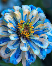 Non-GMO Zinnia Sky Blue & Yellow Flower Seeds