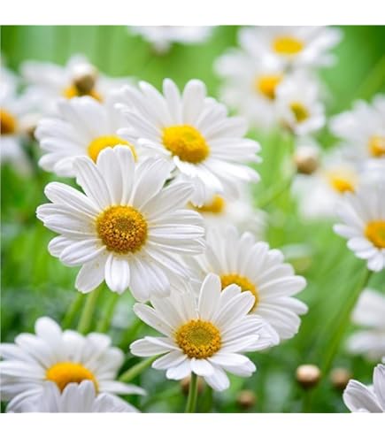Non-GMO Zloty Lan Chamomile flower seeds for ornamental gardens