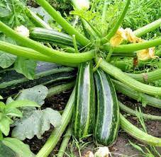 Non GMO zucchini seeds
