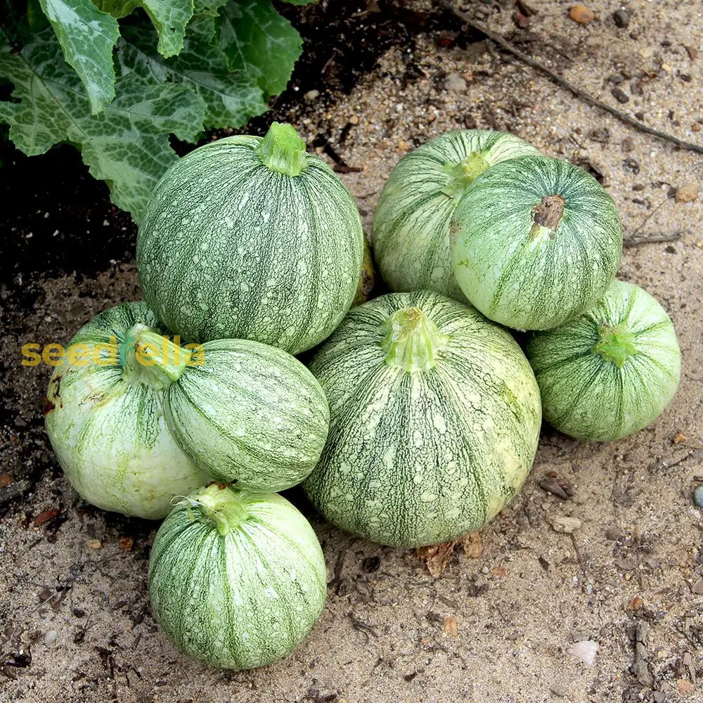 Non GMO Zucchini vegetable seeds