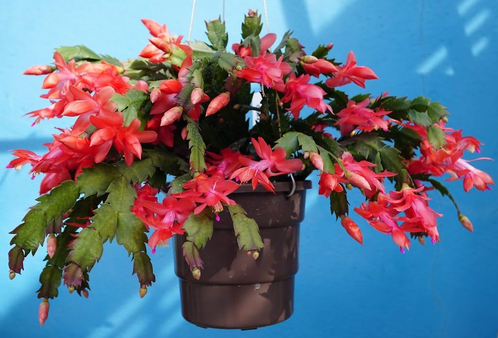 Non-GMO Zygocactus Flower Seeds Ideal for Indoor Gardening