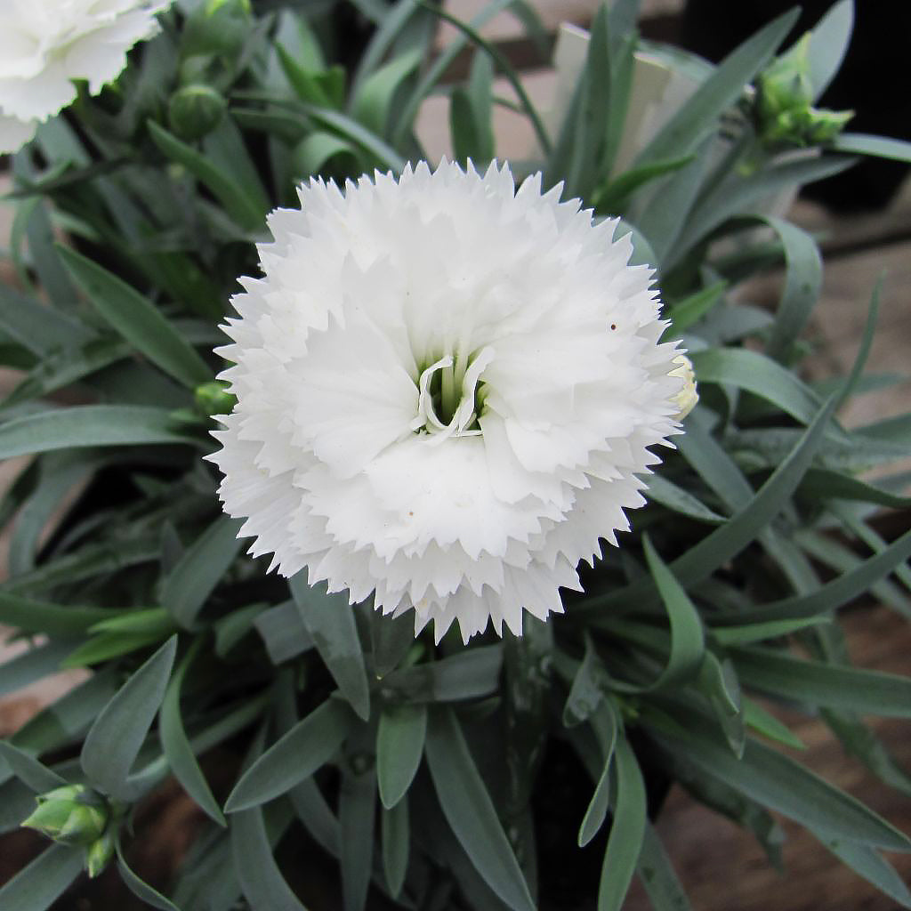 Non-GMO Dianthus Seeds for Home Gardening