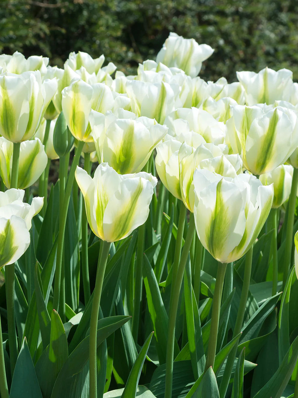 non-gmo-light-green-tulip-seeds