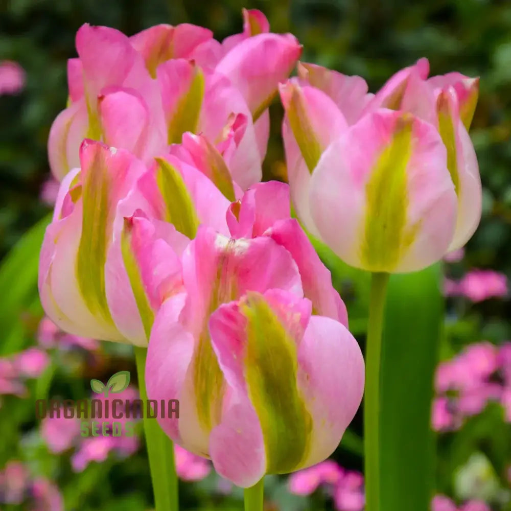 non-gmo-tulip-seeds-for-gardening