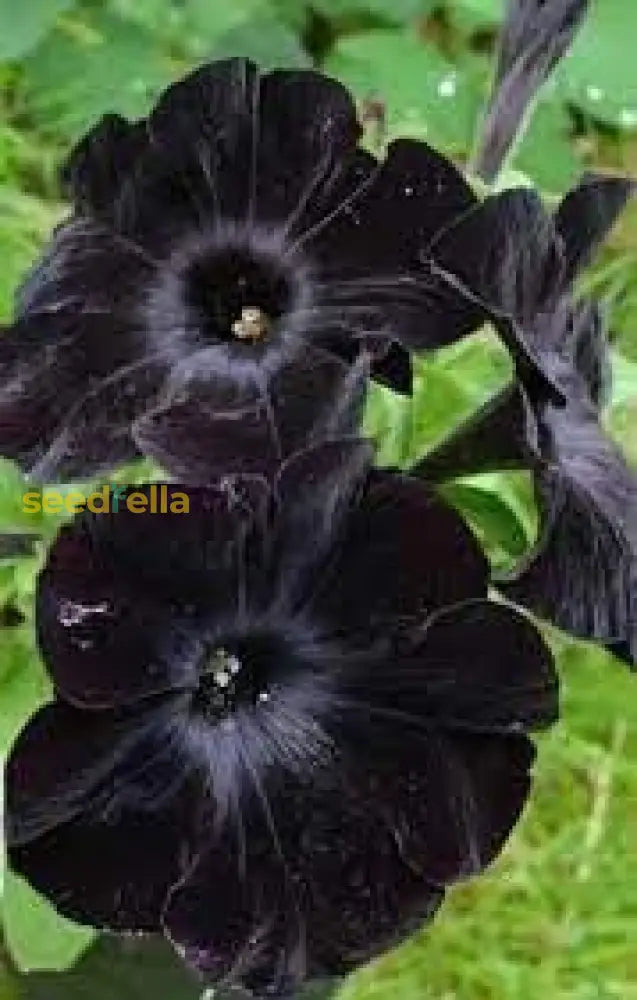 non-gmo-velvet-petunia-seeds