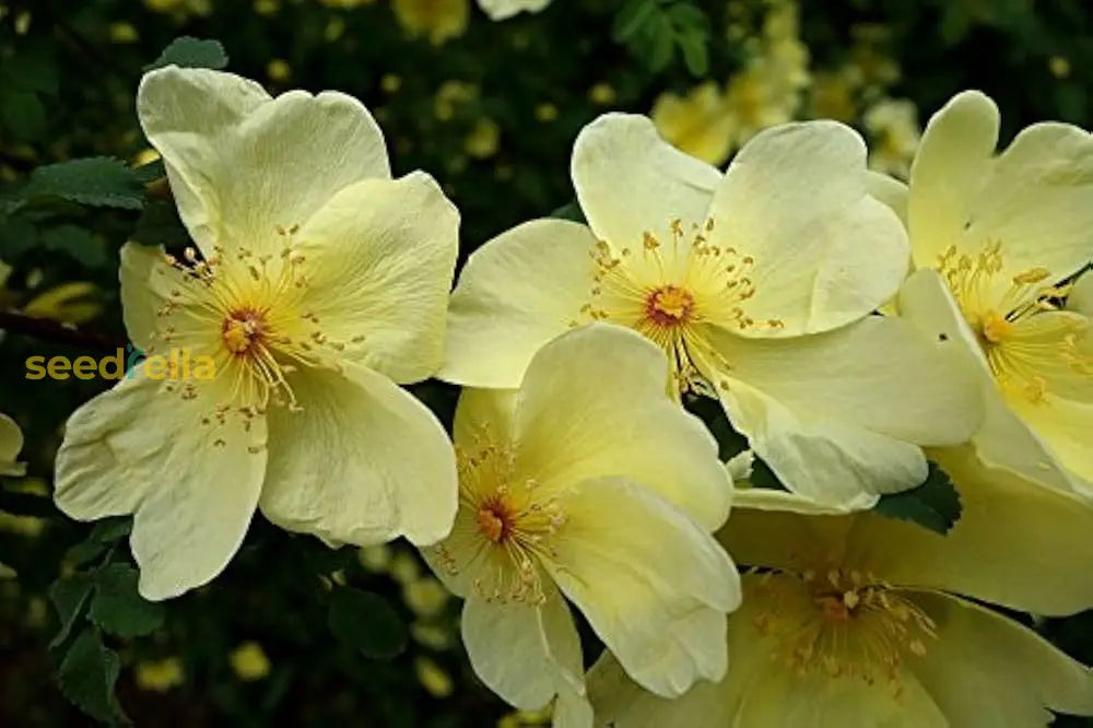 non-gmo-xanthina-seeds