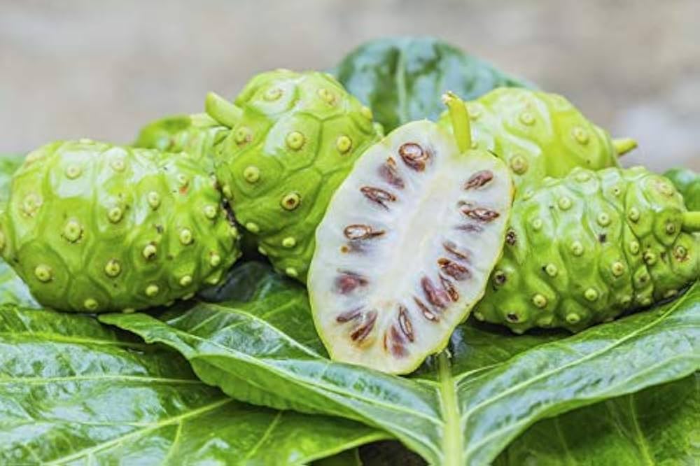 Noni tree with glossy evergreen leaves