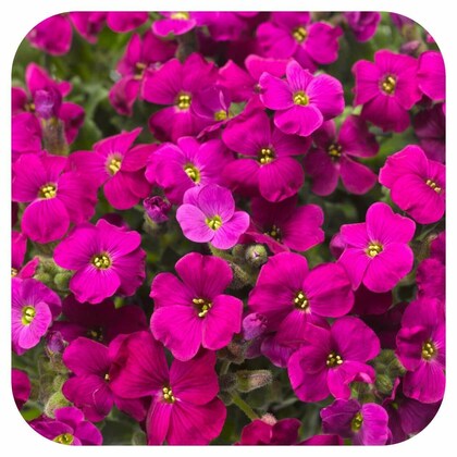Pink Aubrieta Flower seeds for Planting - Low Maintenance, Heirloom & GMO Free Seeds for Home Garden
 
 Sale seeds for planting in home garden