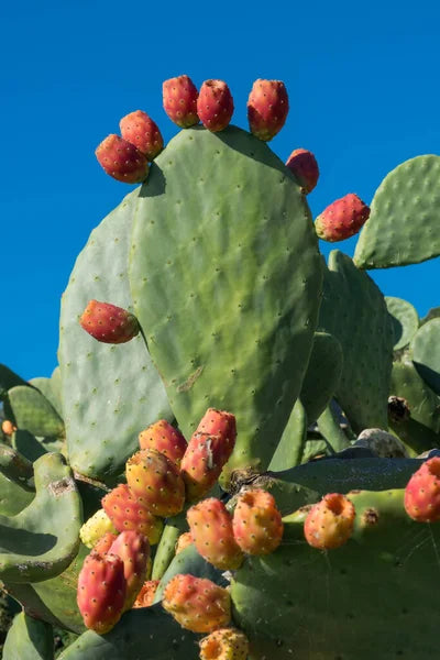 Nopal Cactus Seeds – Edible Prickly Pear Non-GMO Orange Flower Plant
