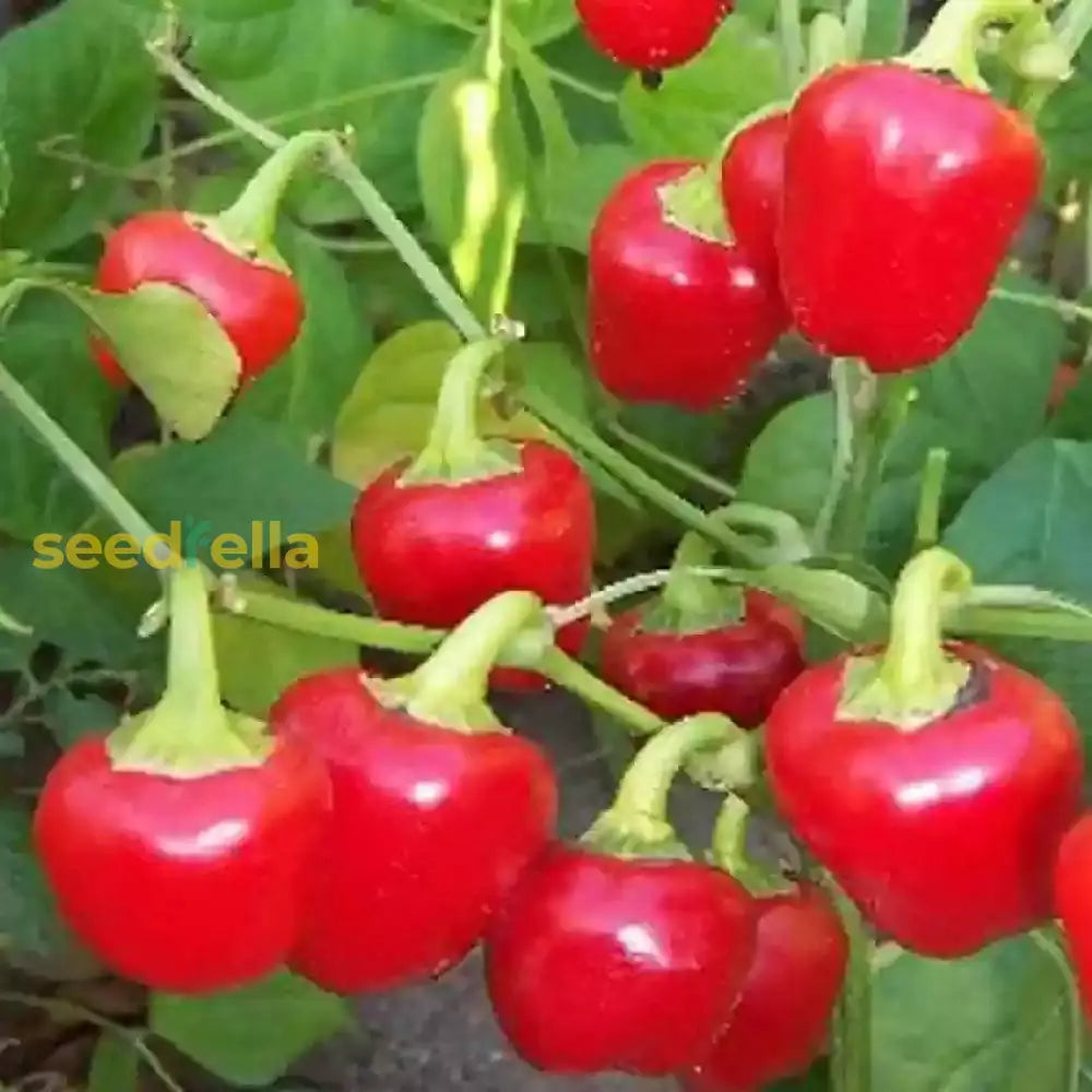 Nora Vegetable Seeds For Easy Planting Seeds