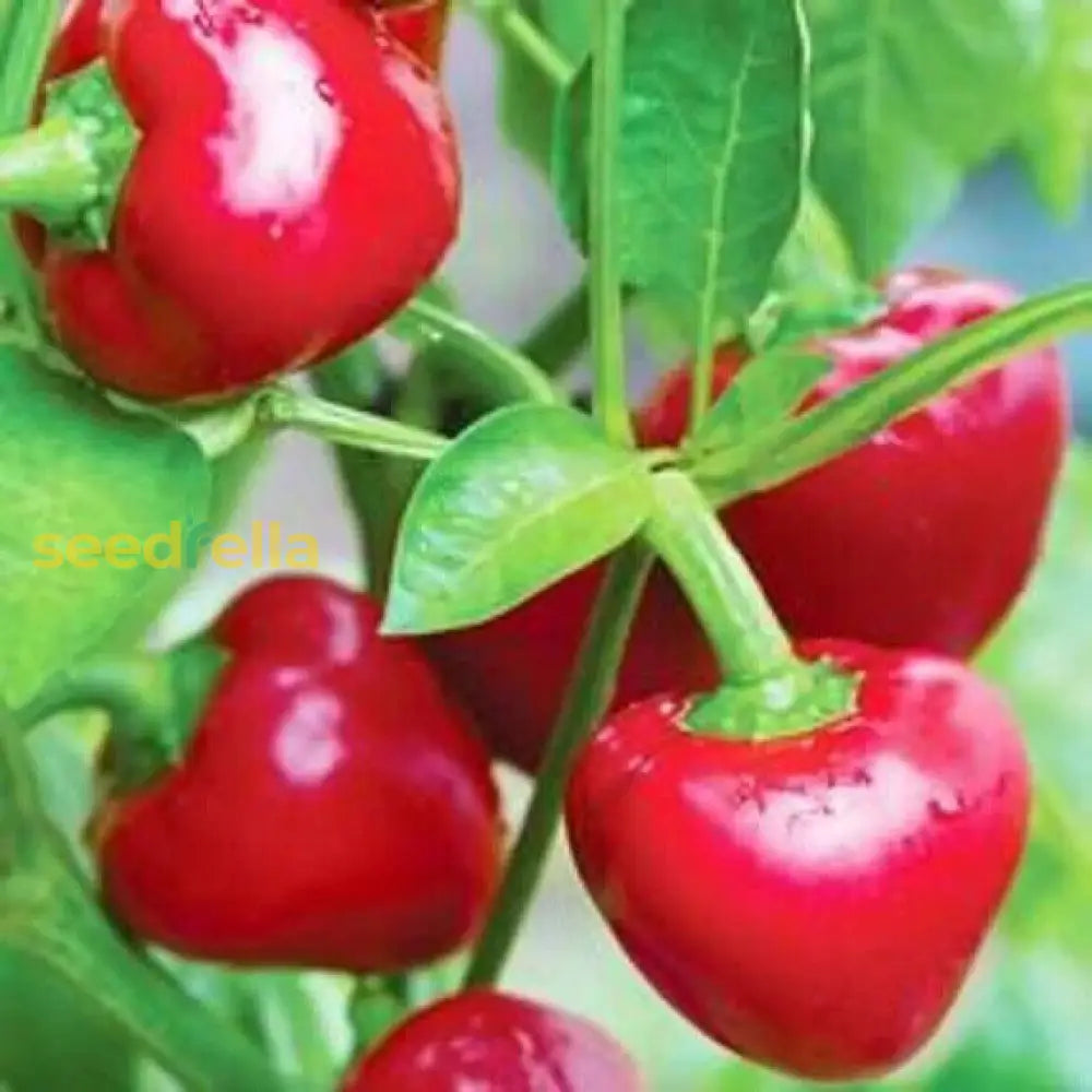 Nora Vegetable Seeds For Easy Planting Seeds