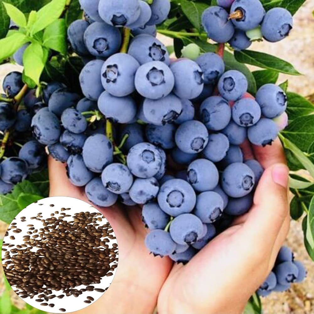 North American blueberry seed mix Vaccinium spp. for fruitful garden growing