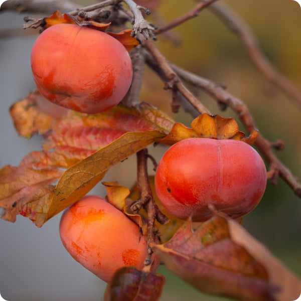 North American persimmon seeds Diospyros virginiana hardy fruit tree