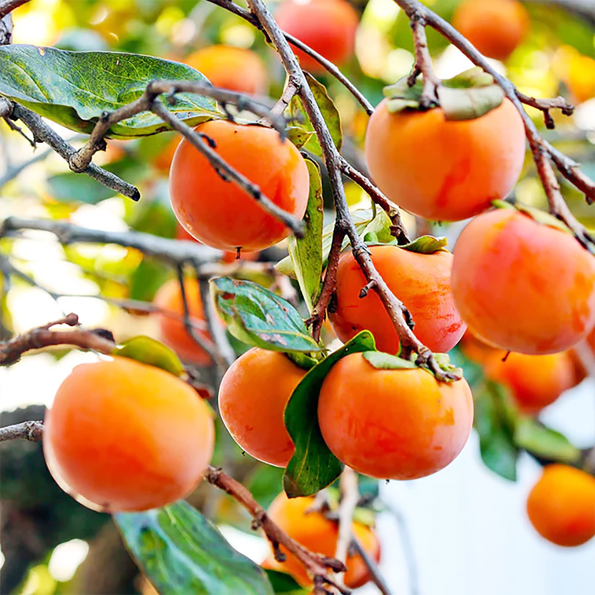 North American persimmon seeds showing creamy yellow spring flowers