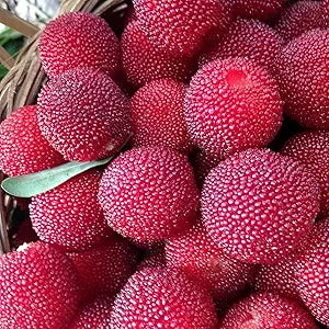 Northern Bayberry seeds for planting