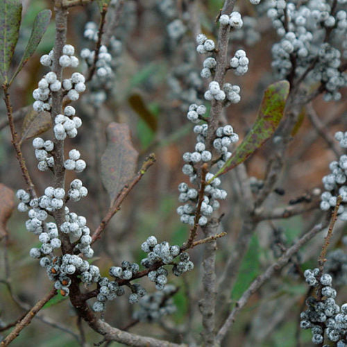 Northern Bayberry shrub seeds for planting