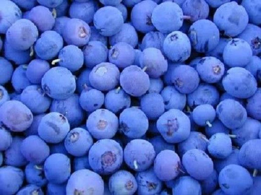 Northern Highbush Blueberry seeds for planting